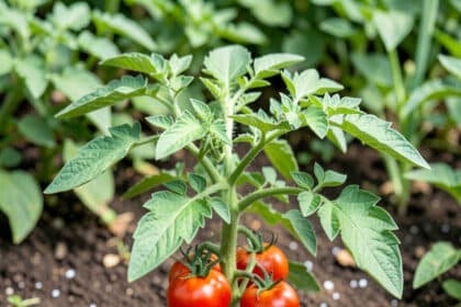 Epsom Salt for Tomato Plants: What It Does and Doesn't Do