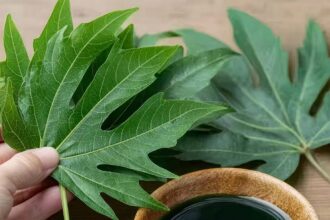 Papaya Leaves for Youthful Hair: A Natural Haircare Revolution