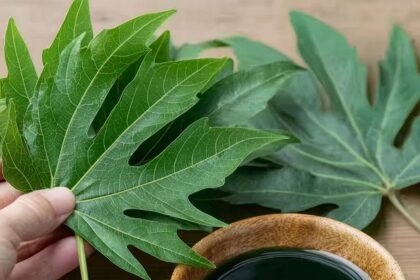 Papaya Leaves for Youthful Hair: A Natural Haircare Revolution